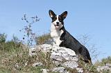CORGI CARDIGAN 026